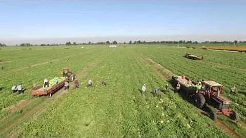 Watermelons From Start to Finish