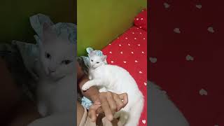 Seu amor me constrange #gatofofo #gatos #gateiraporamor #mycatfamily #catlove #amordegato