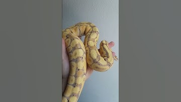 Banana! one of the most beautiful Ball python Morphs! #animal #ballpython #reptile #ballpythonsnake
