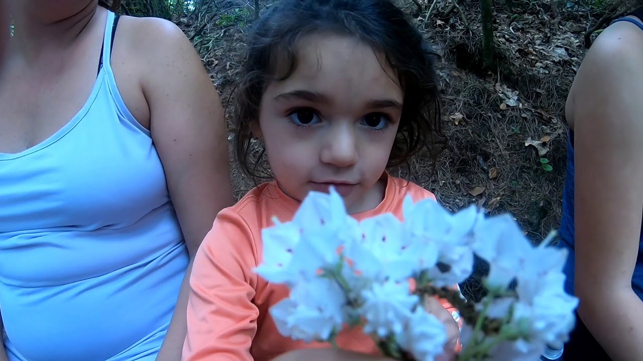 FALL BRANCH FALLS GEORGIA