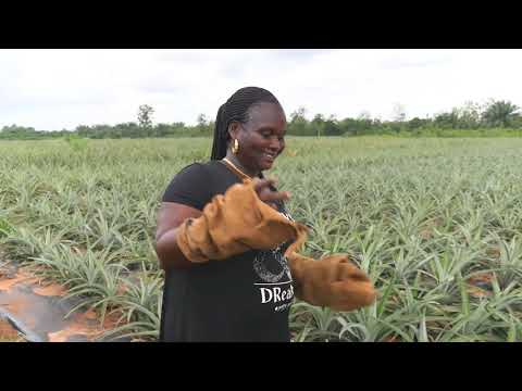 Vidéo: L'hybride fraise-ananas sera commercialisé en Grande-Bretagne