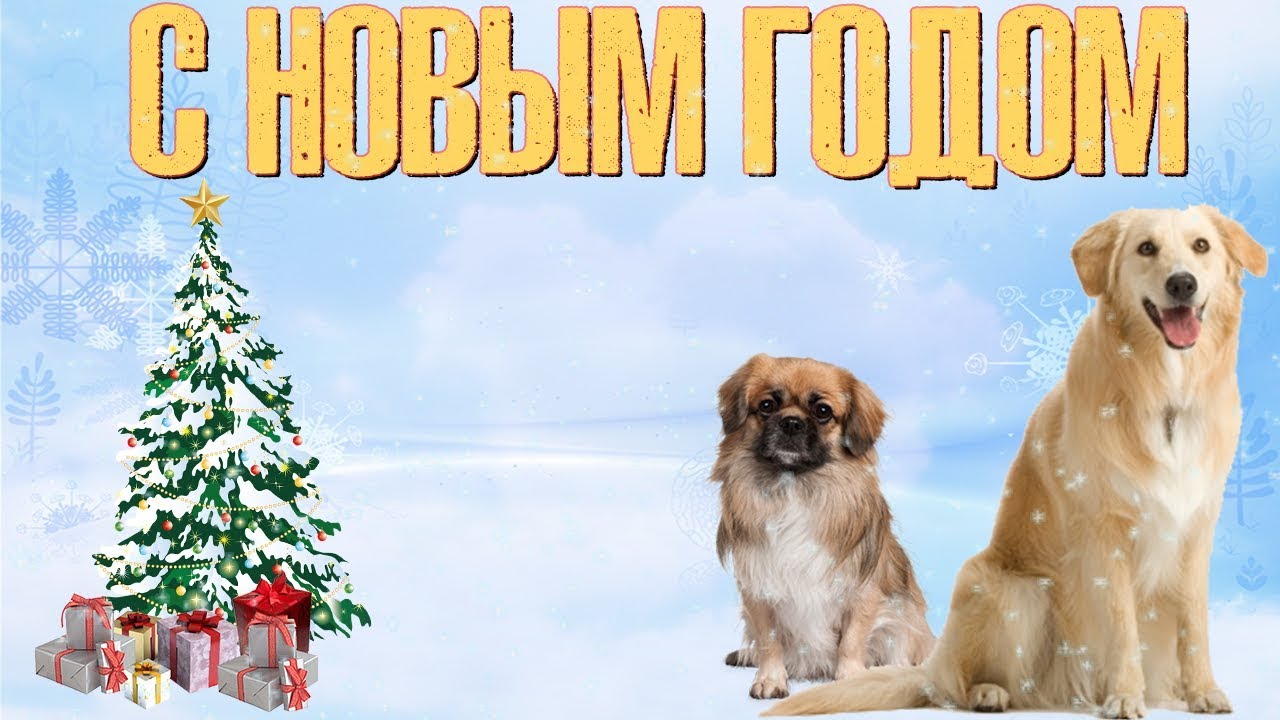 Видео Новый Год Собаки