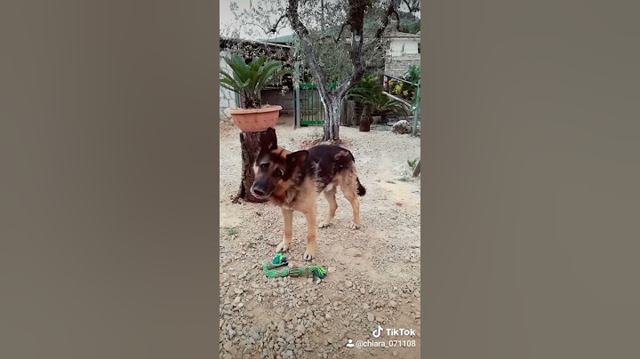 Provate a usare questo suono con il vostro cane