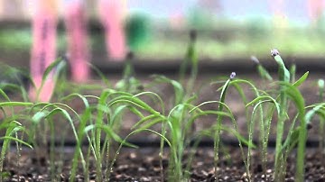 SisterWinds Indiegogo 2015