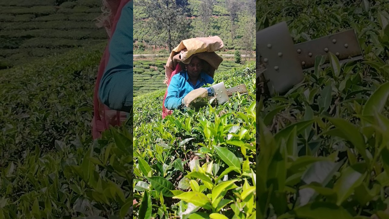 Harvesting Tea Leaves in kerala 