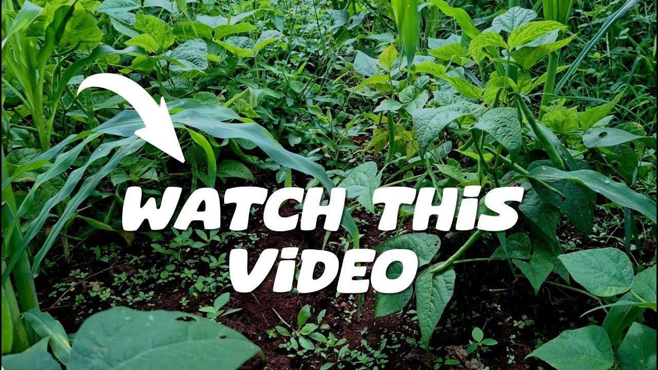 𝗙𝗔𝗥𝗠 𝗧𝗢𝗨𝗥 𝗜𝗡 𝗞𝗘𝗡𝗬𝗔 