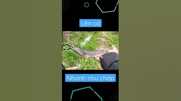 Lên bờ cá lóc tiểu học | câu cá lóc.! #caucaloc #cauca #caucagiaitri #fishing #youtubeshorts