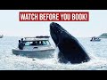 WHALE WATCH IN HAWAII (5 things you need to know before you go!) image