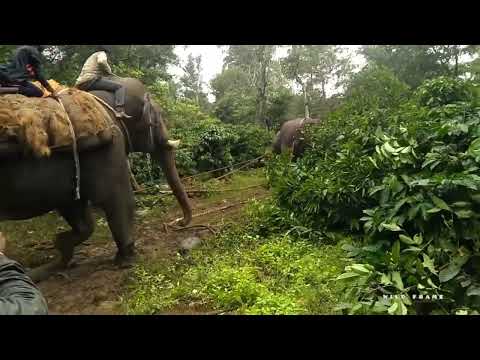  Wildframe  ELEPHANT ABHIMANYU FIGHTING 2021