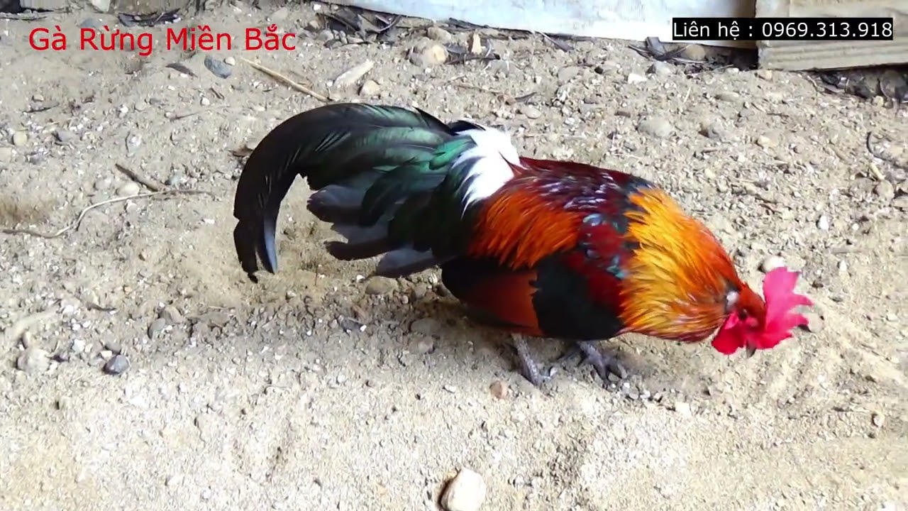 Gà Rừng Mồi Gáy Hay..73.( gà đã bán)