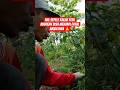 akibat #kuli #petani #motivasikerja #pertanian #dj #dangdut #djremix #kuli #shorts
