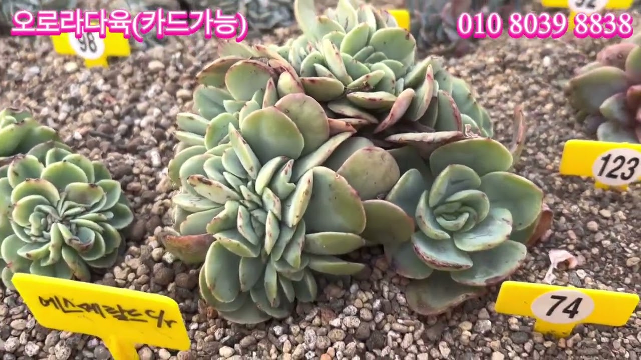 2월20일(금)_오로라다육의 예쁜 다육이와 행복한 주말 맞이하세요~❤️❤️❤️#오로라다육 #명품다육화분판매영상 #제리병장다육원 #succulent #다육이 #다육이판매#다육