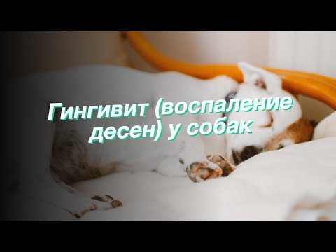 Гингивит (воспаление десен) у собак
