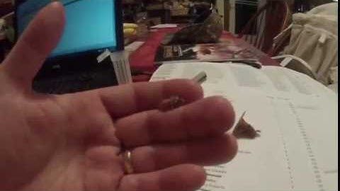 Virgin Queen emerging