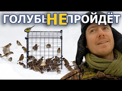 Как защитить кормушку от голубей