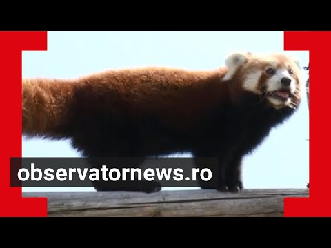 Video: Panda roșu: fotografie, descriere, habitat