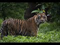A World Without Big Cats