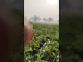 deshi🌾🥰 #deshi #kishan #khetibadi #villagelife #viralvideo support is subscribe 🙏♥️