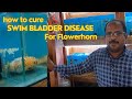 How to Cure Swim Bladder For Flowerhorn - Basic Tips for Stressless Fish Keeping Hobby🐟🐠