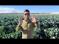 Brusell Sprout, Cambodian farm in Western Australia