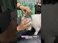 The Hair Just Kept Coming Out! 😱 #dogs #grooming