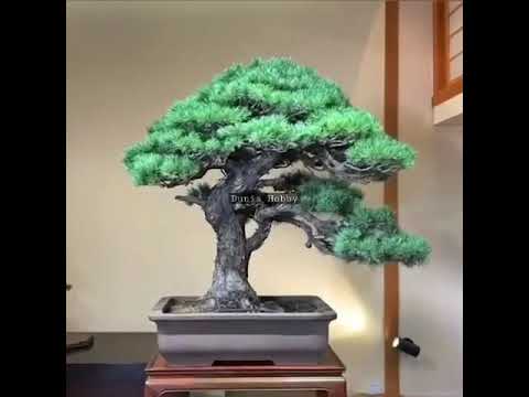 Video: Bonsai Nga Lisi (18 Foto): Si Të Rritet Bonsai Nga Një Lis? Rregullat Fillestare