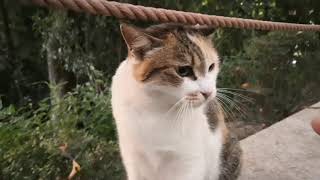 【哲学の道】寝ていた三毛猫の前に指を出してみたら猫パンチしてきた