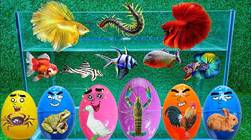 Động Vật Dễ Thương, Cá Heo, Rùa, Cá Chép Koi, Cua, Cá Vàng, Ếch, Cá Mập, Cá Chuột, Cá Hổ, Cá Dĩa