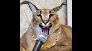 Big Floppa has Dabloons! #dabloons #bigfloppa #shorts