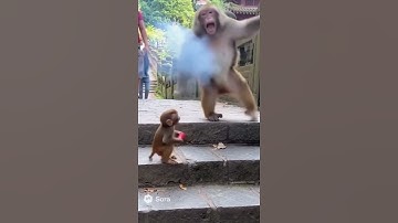 坑货小猴子 #animals #百科密码 #科普