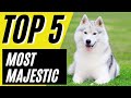 Top 5 Most MAJESTIC Dog Breeds (German Shepherd, Rottweilers)