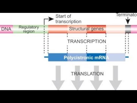 REGULATION OF GENE EXPRESSION - LAC OPERON | TS SET LIFE SCIENCES ...
