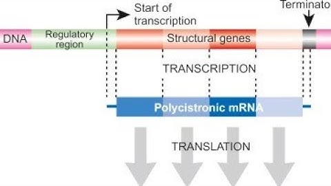 REGULATION OF GENE EXPRESSION - LAC OPERON | TS SET LIFE SCIENCES | CSIR UGC NET COACHING