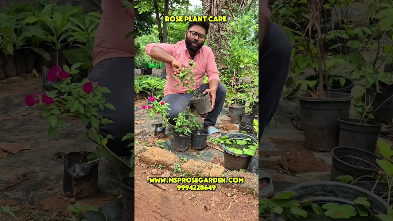🌹 Rose Plant Care in 30 Seconds | Easy Rose Maintenance TipsHow to Maintain Rose Plants