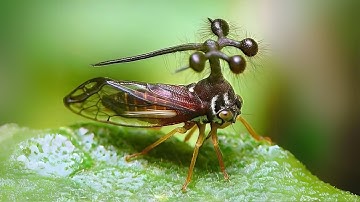 Brazilian Treehopper 🪲 Most Bizarre Bug Ever?!