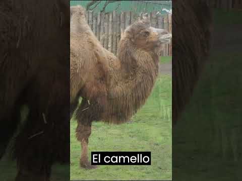 Vídeo: Que tipos de camelos existem?