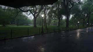 Walking in the Rain, Central Park New York, Binaural Rain Umbrella and Nature Sounds for Sleep-1