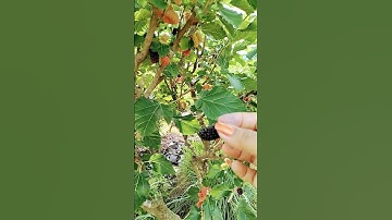 giao lưu cây dâu tằm .kim Quyên 0367734913