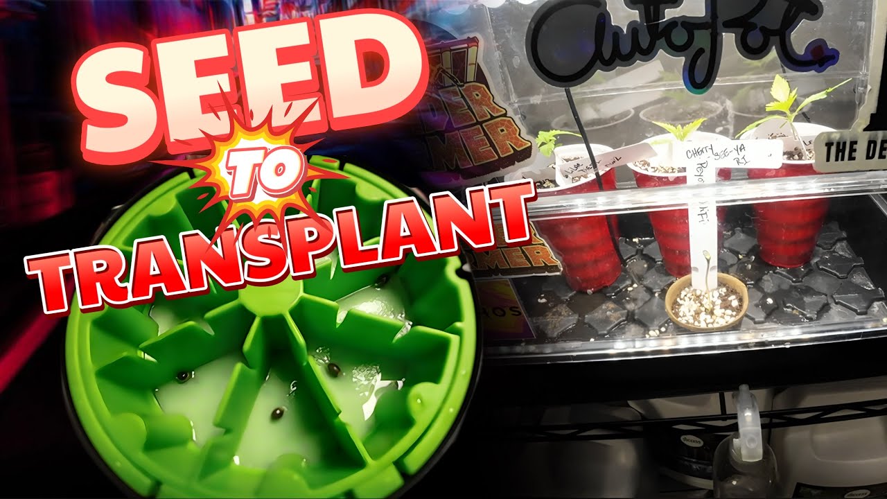 How to Germinate seeds and transplant seedlings