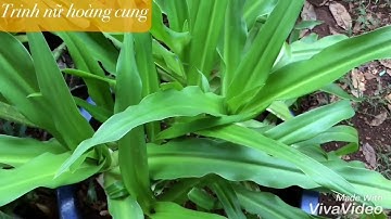 Giống cây Trinh Nữ Hoàng Cung, cây giống và lá khô trinh nữ hoàng cung