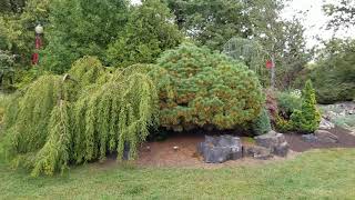Tour the Ambler Arboretum: The Colibraro Conifer Garden