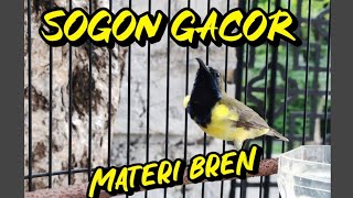 Download Lagu SOGON GACOR FULL NEMBAK    #pancingansogon #sogon #sogon #sogon #sogonbahan MP3
