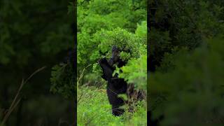 Эпическое Приключение с Медведем!"#Медведь#ДикаяПрирода#Лес#ПриродаРоссии#Животные
