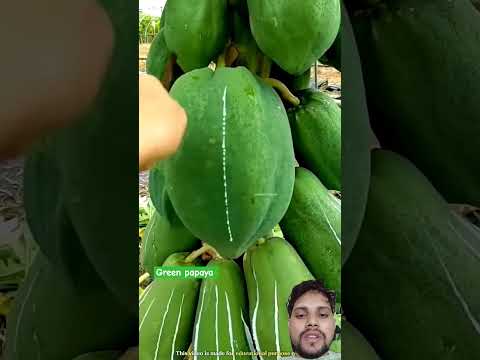 Green Medicine From Papaya Milk Shorts Fruits Asmr Satisfying