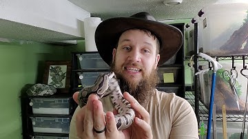 Axanthic ball pythons!