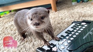 カワウソコタローとハナ　自分で弾いたピアノの音にキョトンとする　Otter Kotaro&Hana Piano Lesson