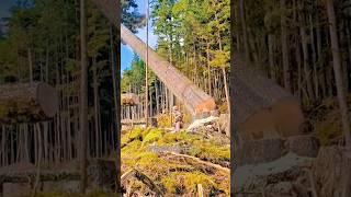 First Time Tree Cutting The Unexpected Result