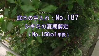 No.187_ シキミの夏期剪定（No.158の1年後）