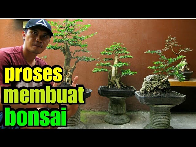 Cara Membentuk Bonsai Dengan Mudah class=