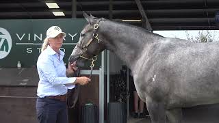 Inglis Easter Toronado x Orvieto Filly